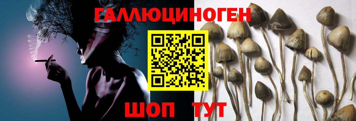 Псилоцибиновые грибы Magic Shrooms  наркотики  Вход с VPN  Радужный  Псилоцибиновые грибы Psilocybine cubensis 